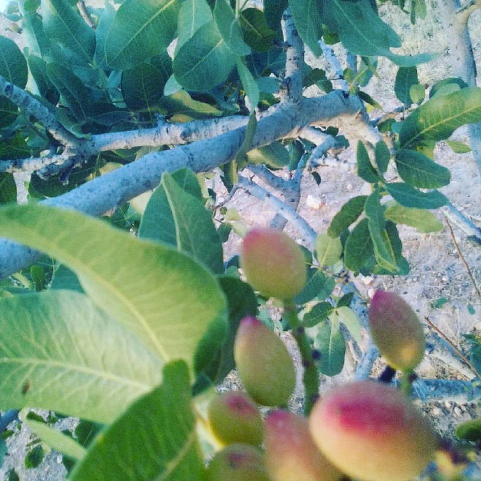 19146083_10211801186536693_7976649846511766560_n