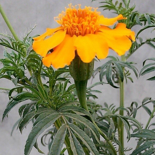jazan_com_-٢٠١٧١٠٢٢-0006