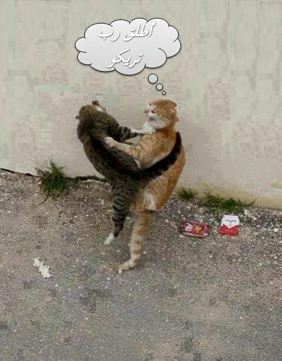 11078170_1564340707181404_8631965203917906616_n