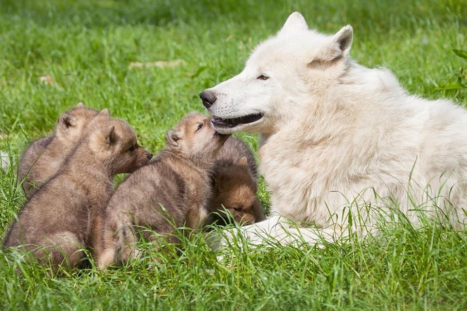 13335838_10156928241610654_3451329370522015968_n