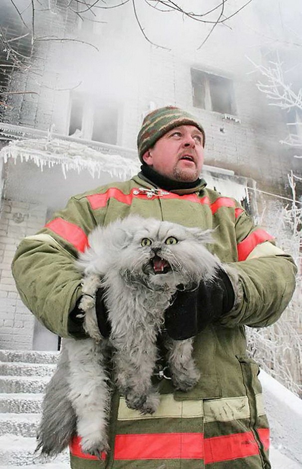 firefighters-rescuing-animals-saving-pets-49-5729f4c1c66b9__605