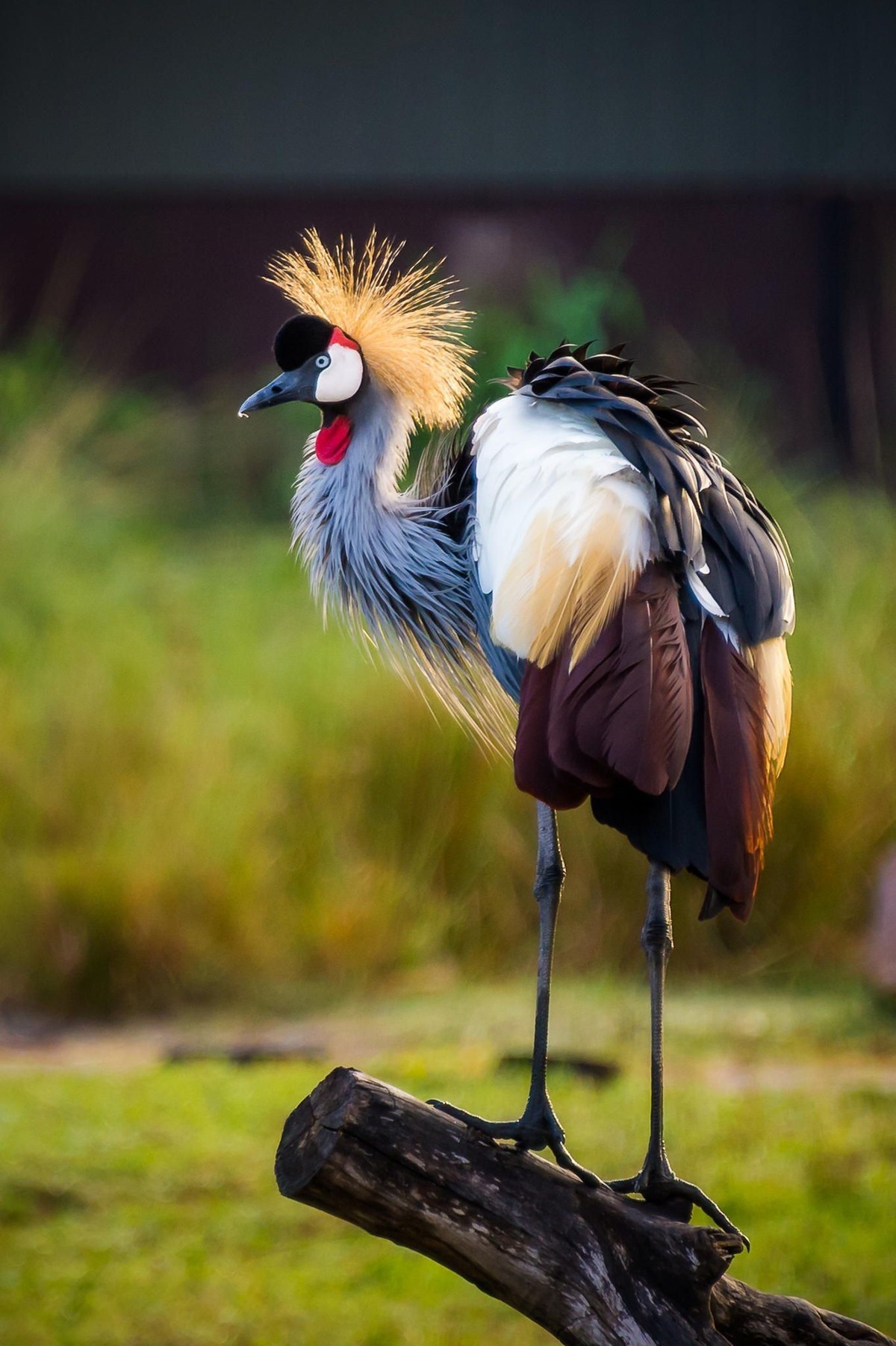 Crowned_Crane_by_David_Benard_on_500px