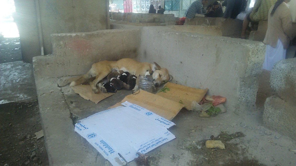 Cn9oVCrWIAAzX_x.jpg_large