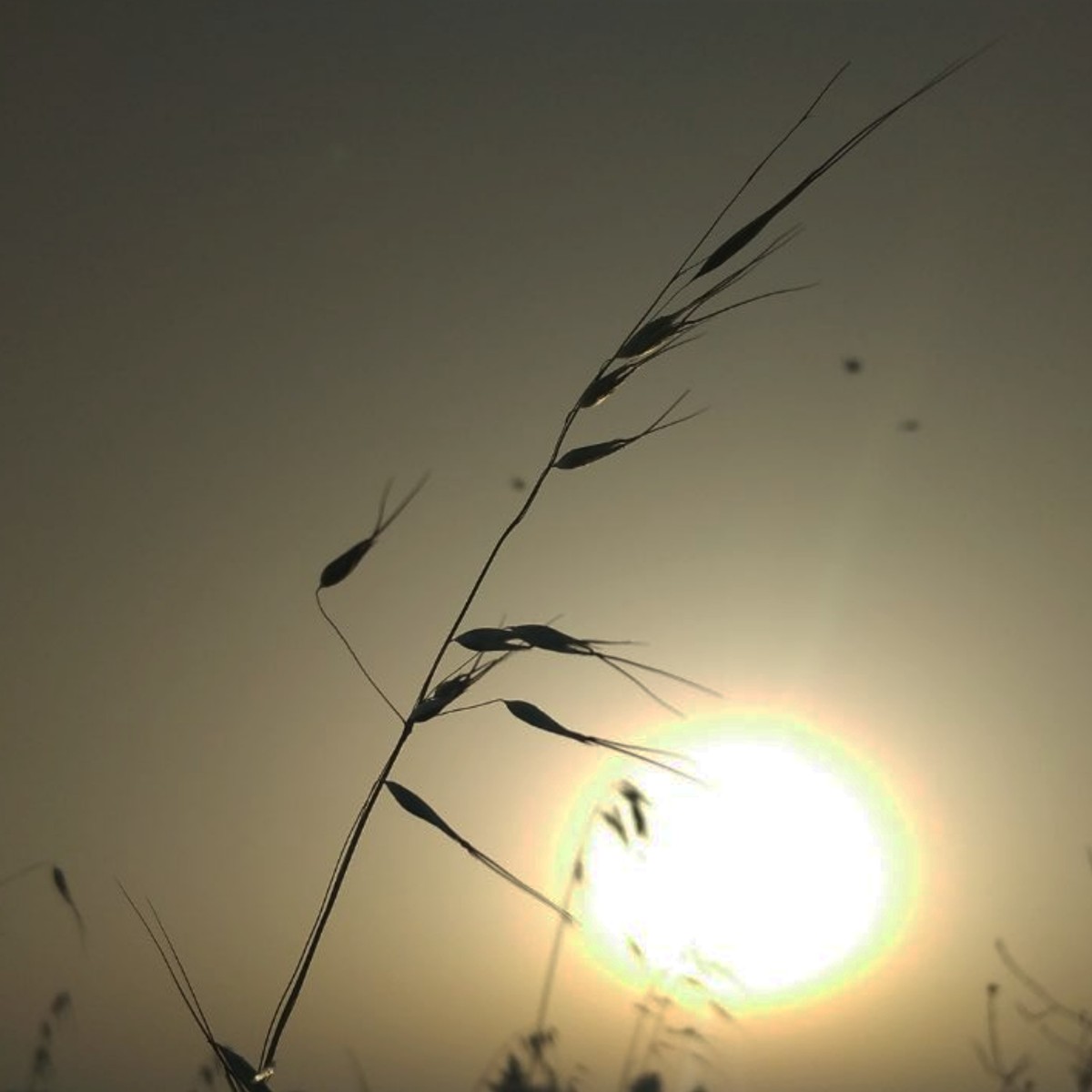 شروق شمس الجزائر صور
