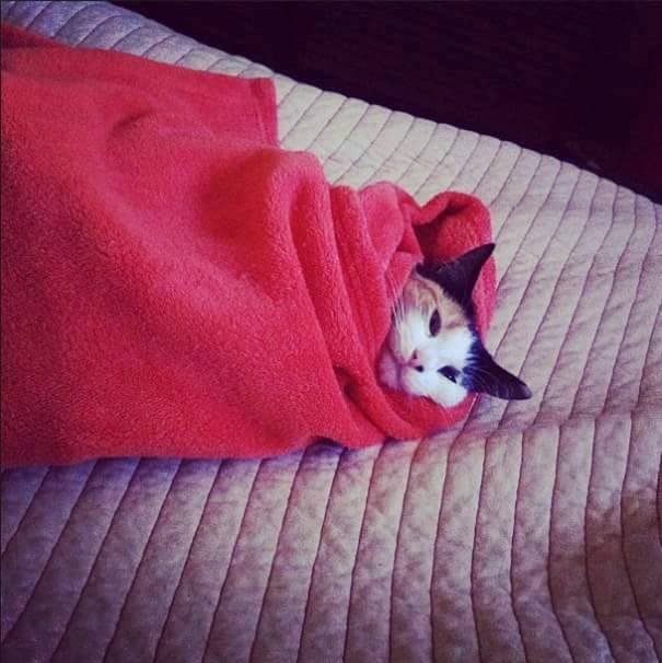 12963596_1218536734823602_677416411087552449_n