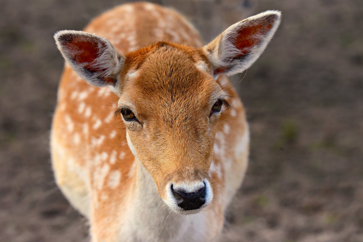 animal-3729821