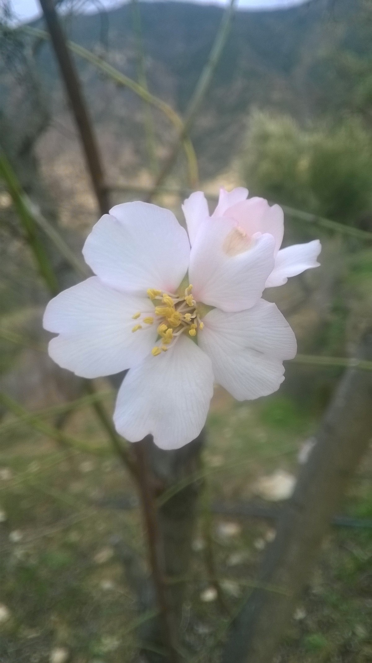 WP_20160111_09_18_07_Pro