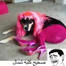 971551_455871571183824_28383300_n