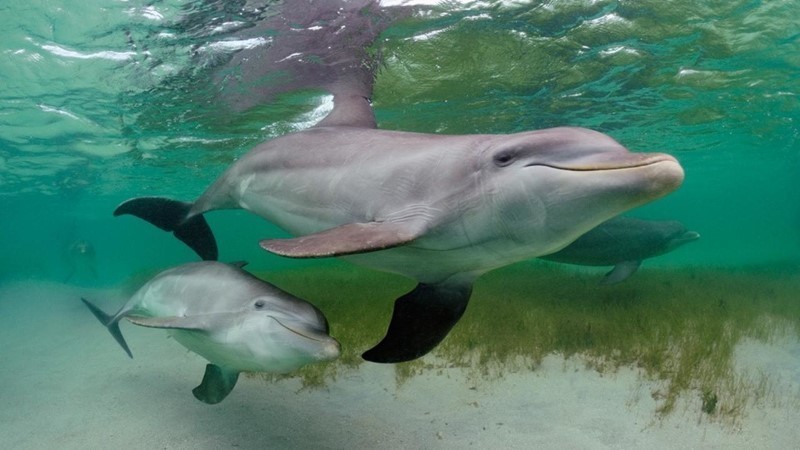 أنثى الدلفين ترافق صغيرها حتى بلوغ سن السادسة !