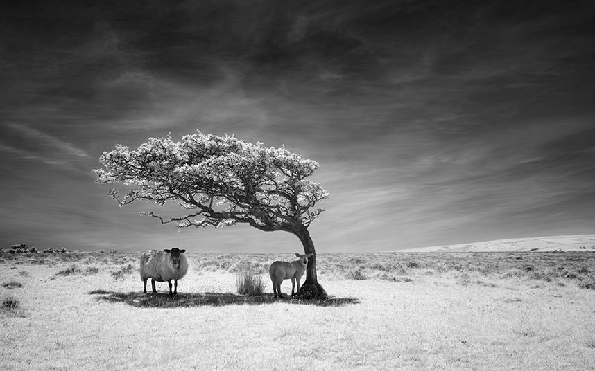 POTD_Exmoor_3597574k