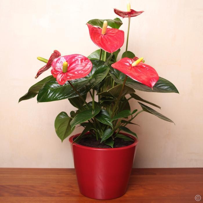 anthurium_plant