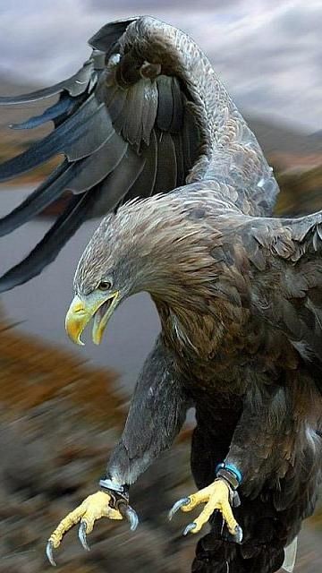 I_m_Lisa___Art_Photography_Eagle