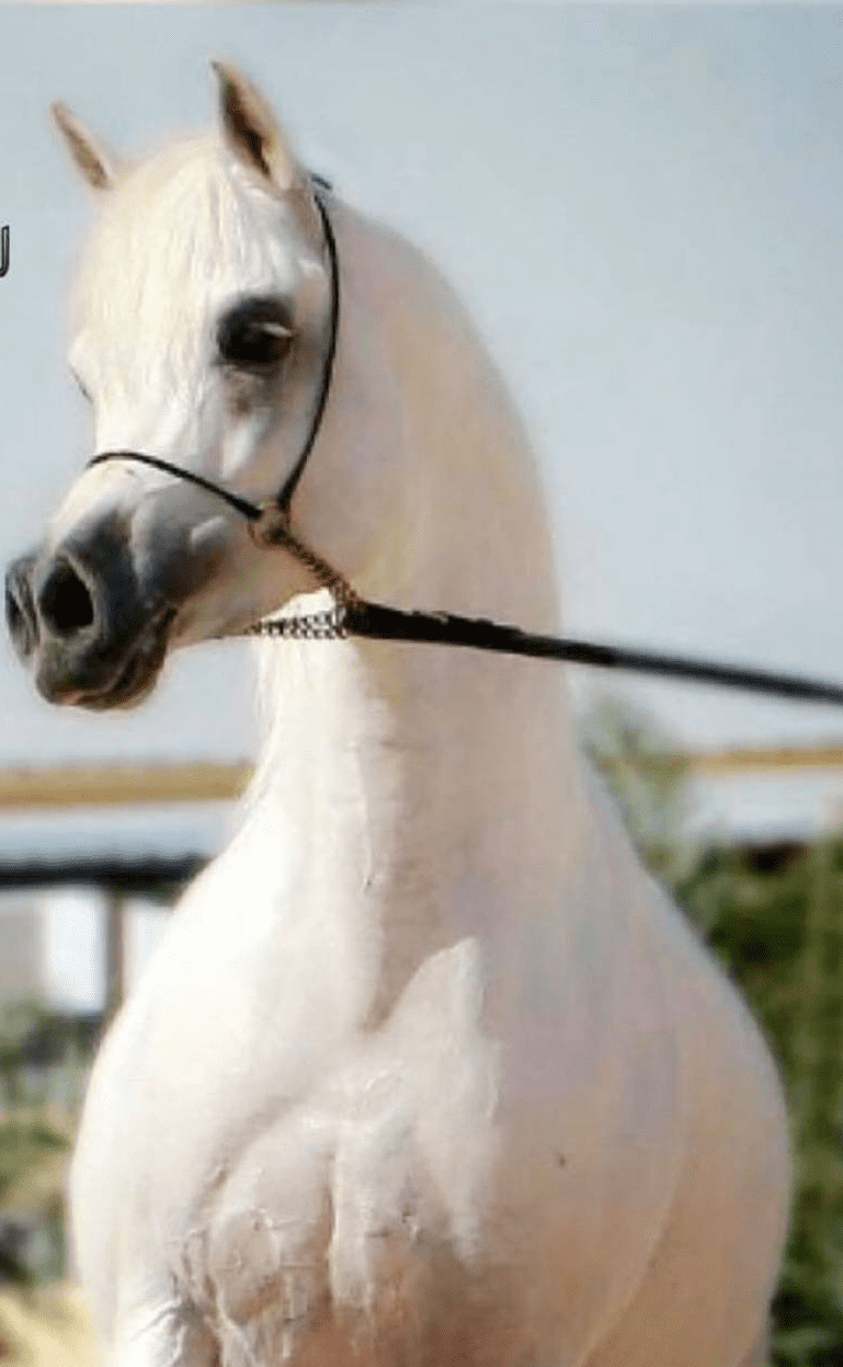 خيل