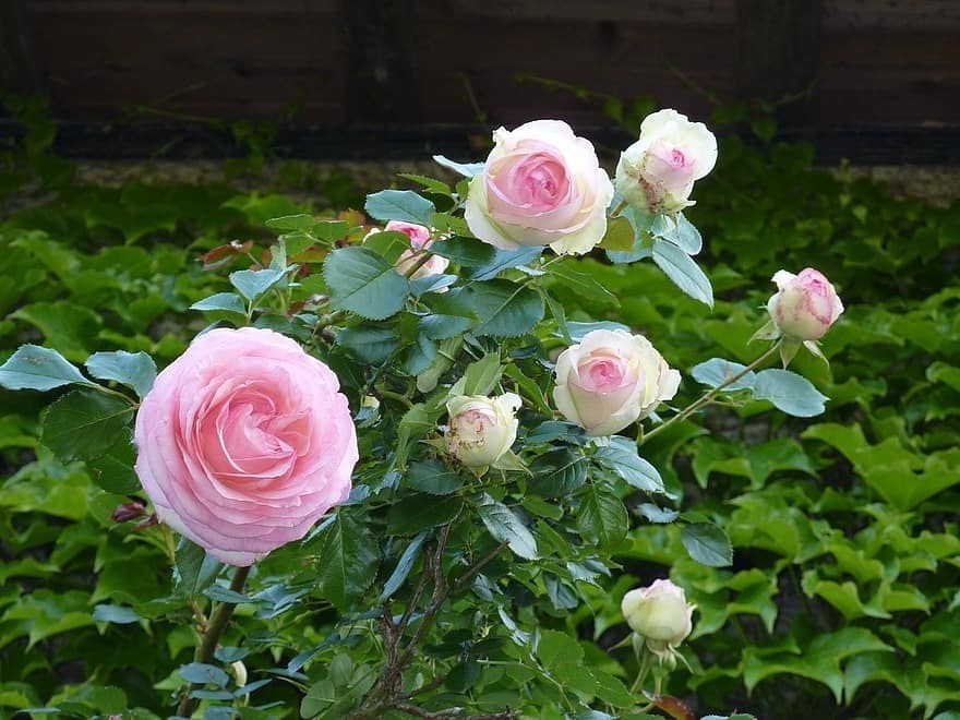 roses-bush-pink-bush-rose-nature