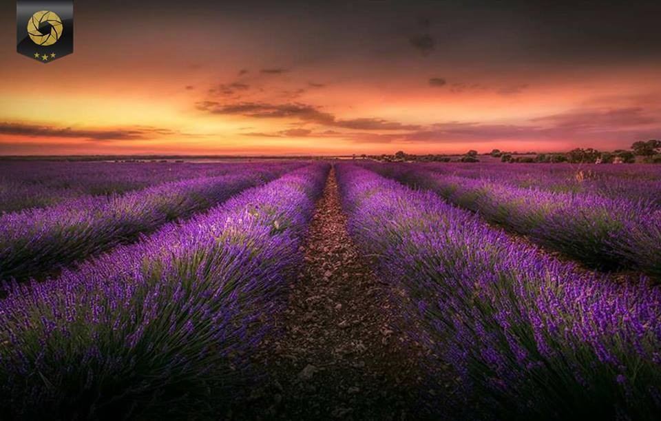 18195116_735019910013350_3580815598412191378_n