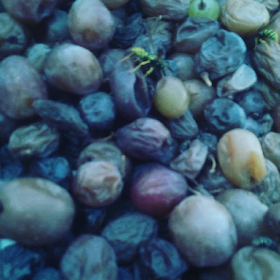 20294538_10212194611012059_1936000879098612169_n