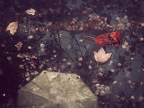 tumblr_laidzbAh901qaivtro1_500