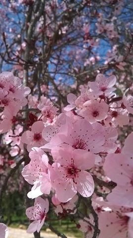 16998120_421678078179994_2906297134023311964_n