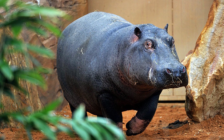 POTD-HIPPO_3601379k