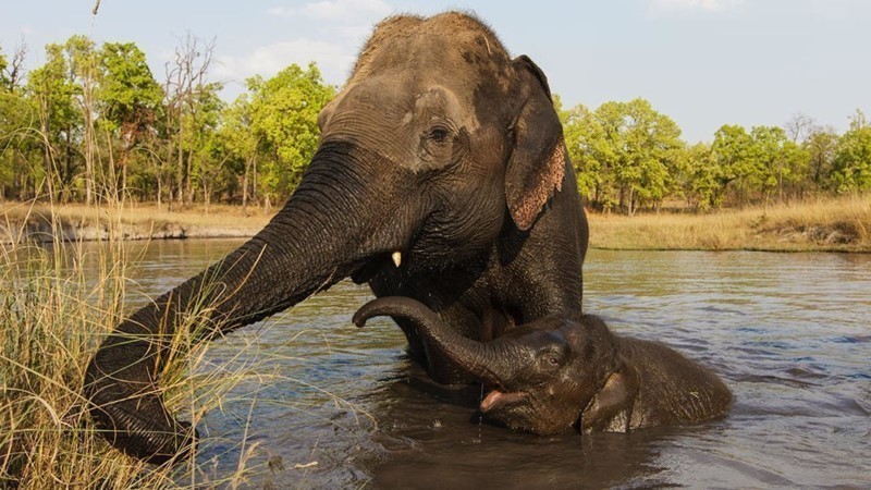 أنثى الفيل تحمل لمدة 22 شهرا !