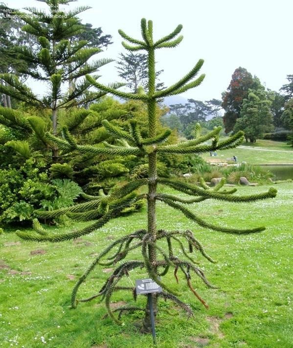  شجرة “Monkey Puzzle”