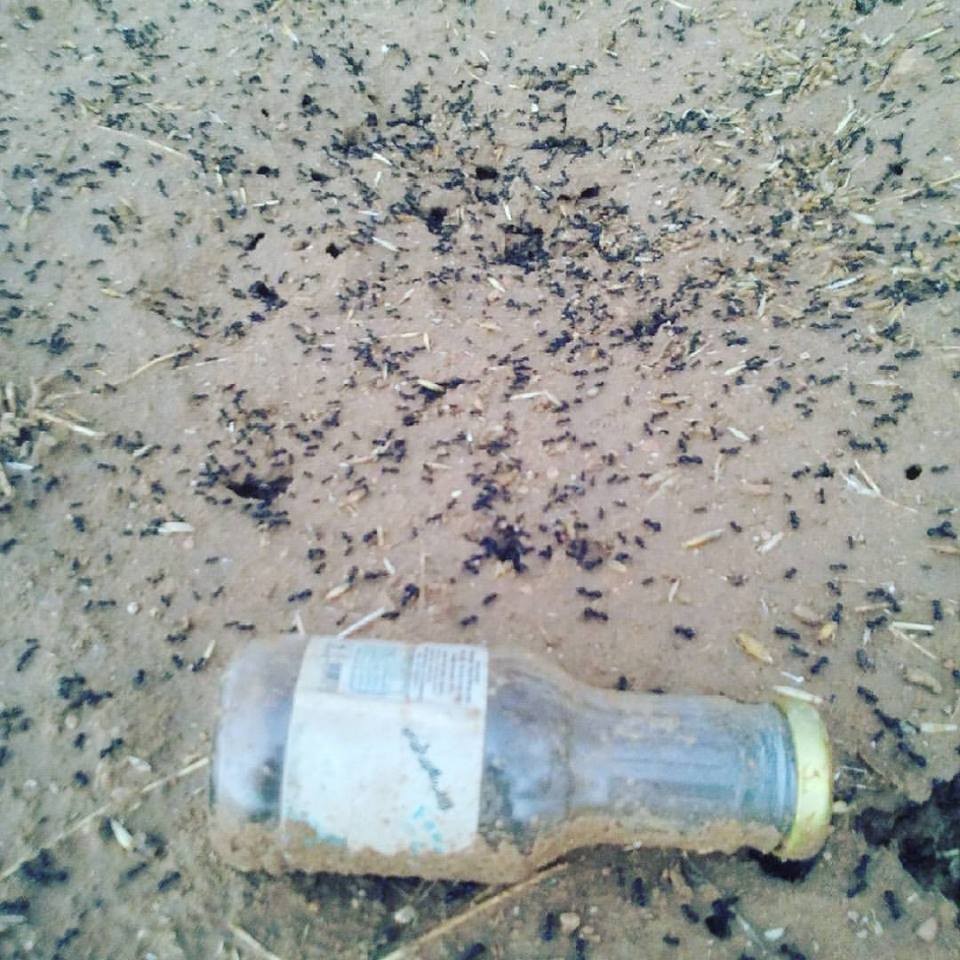 20258245_10212158153420642_6966876330706510252_n