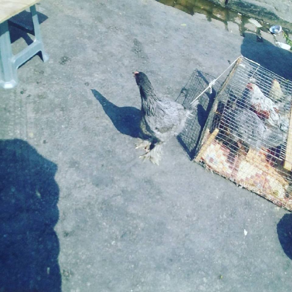 20622169_10212291960165727_5758729174697758912_n