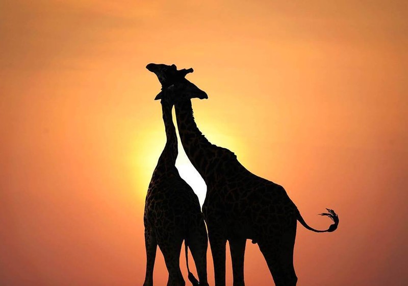 12039736_398465923675422_2299435398425982067_n