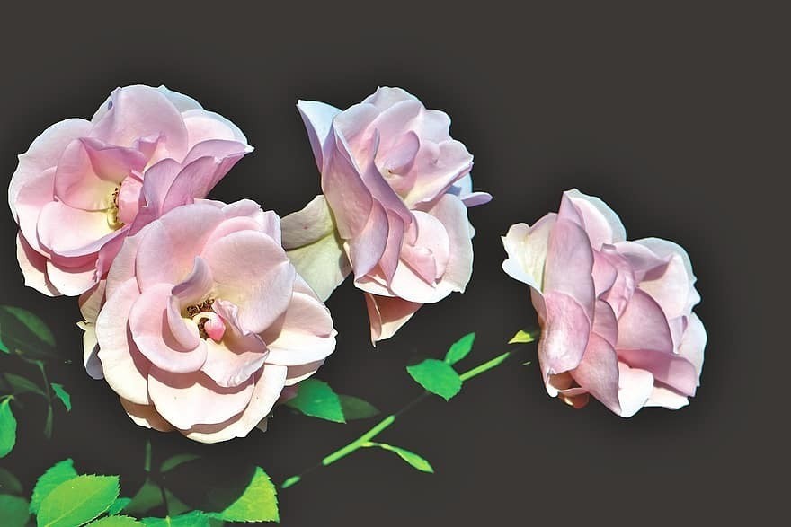 -rose-flower-