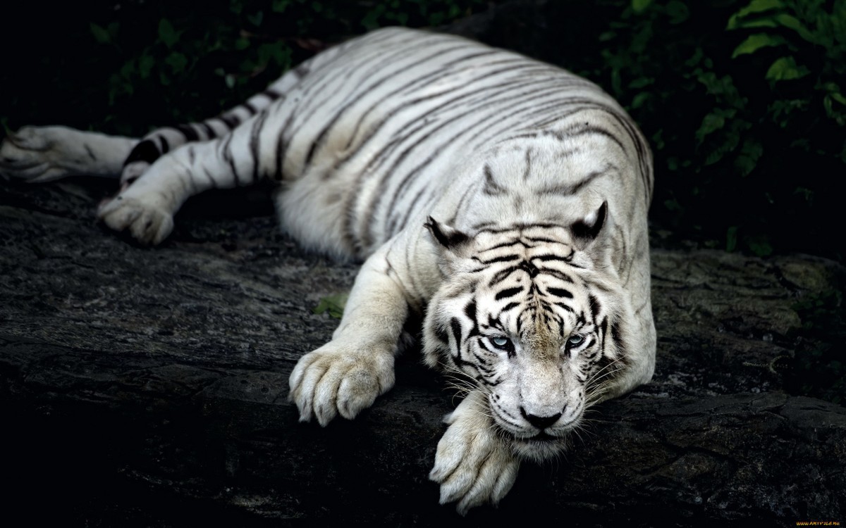 white_tiger_animal-wide