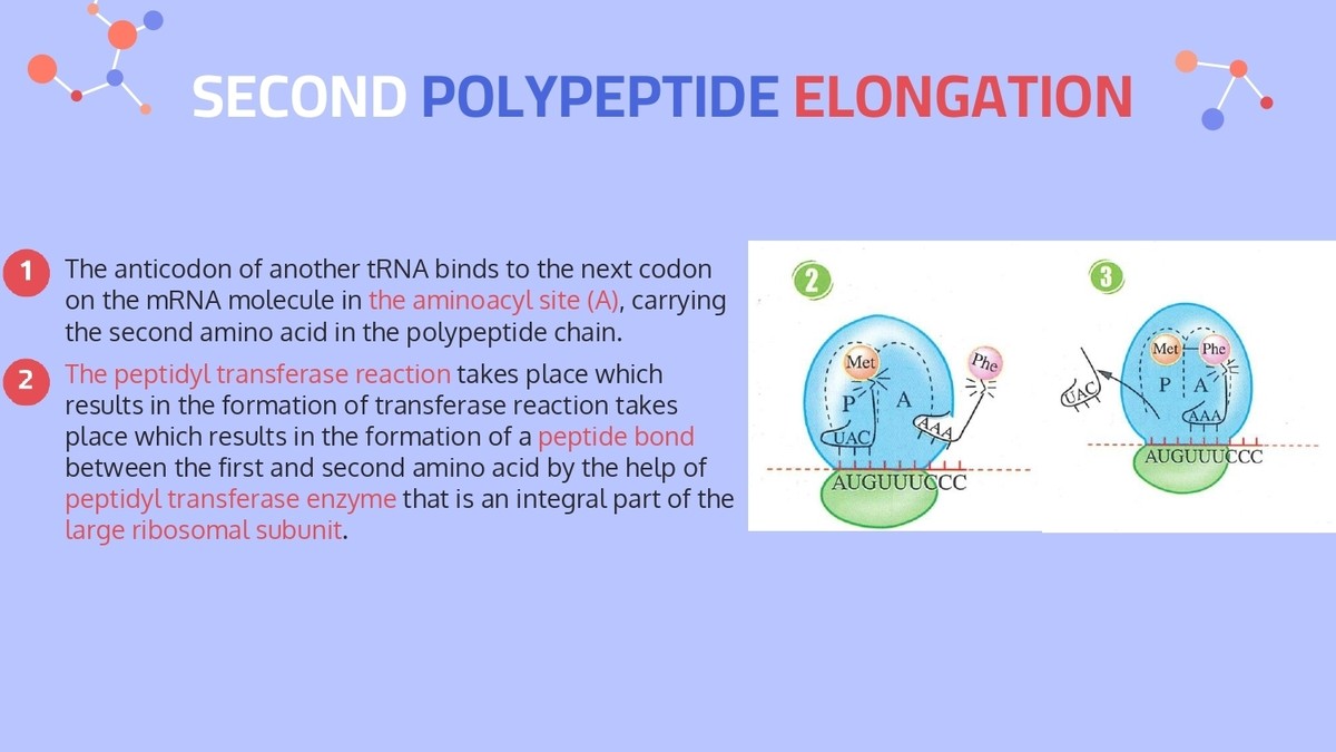Central_dogma___Protein_synthesis_page-0020