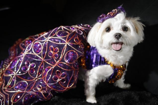 امبراطورة مملكة الكلاب