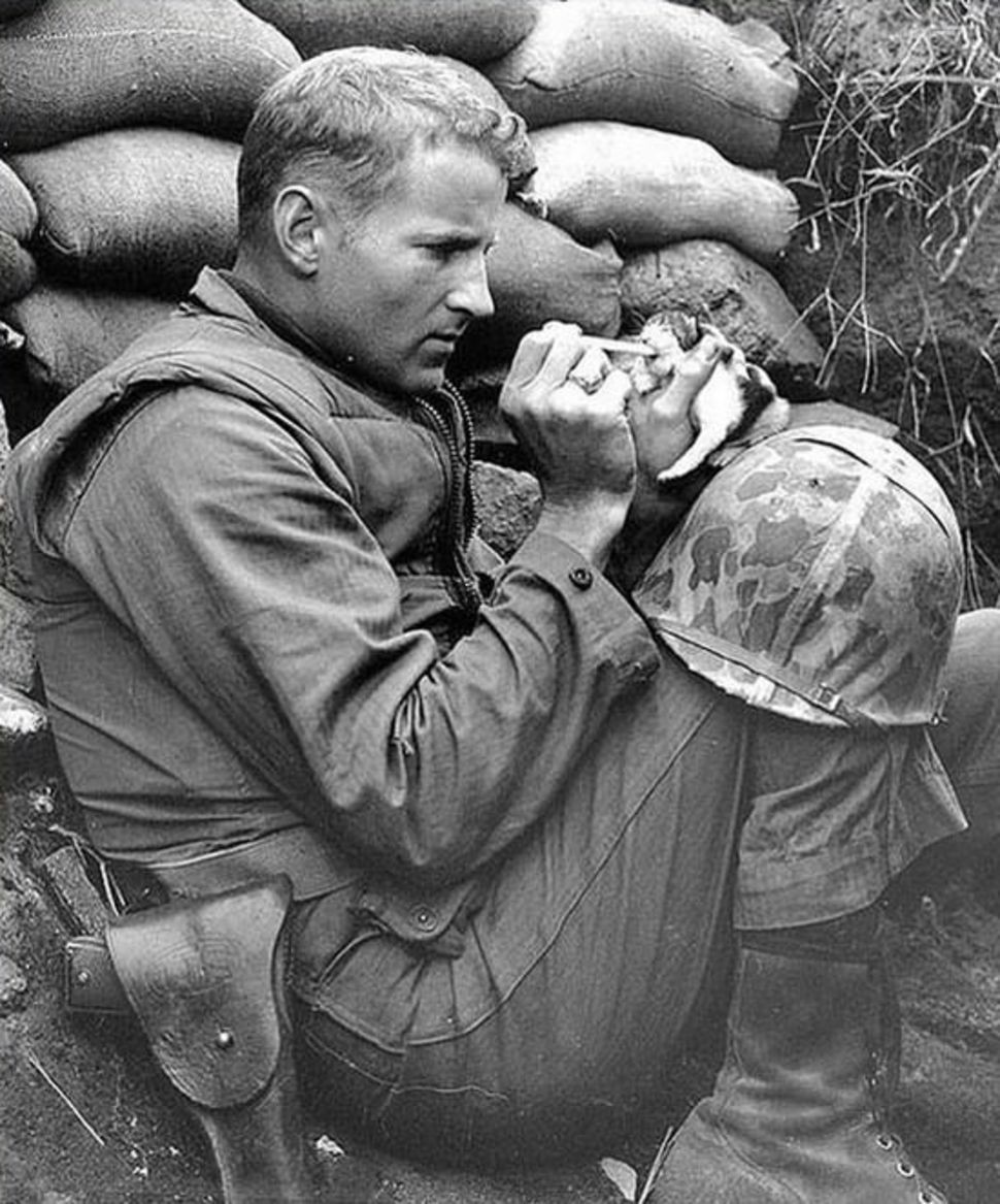 الرقيب "فرانك" يطعم قطعة عمرها أسبوعين فى ذروة الحرب الكورية