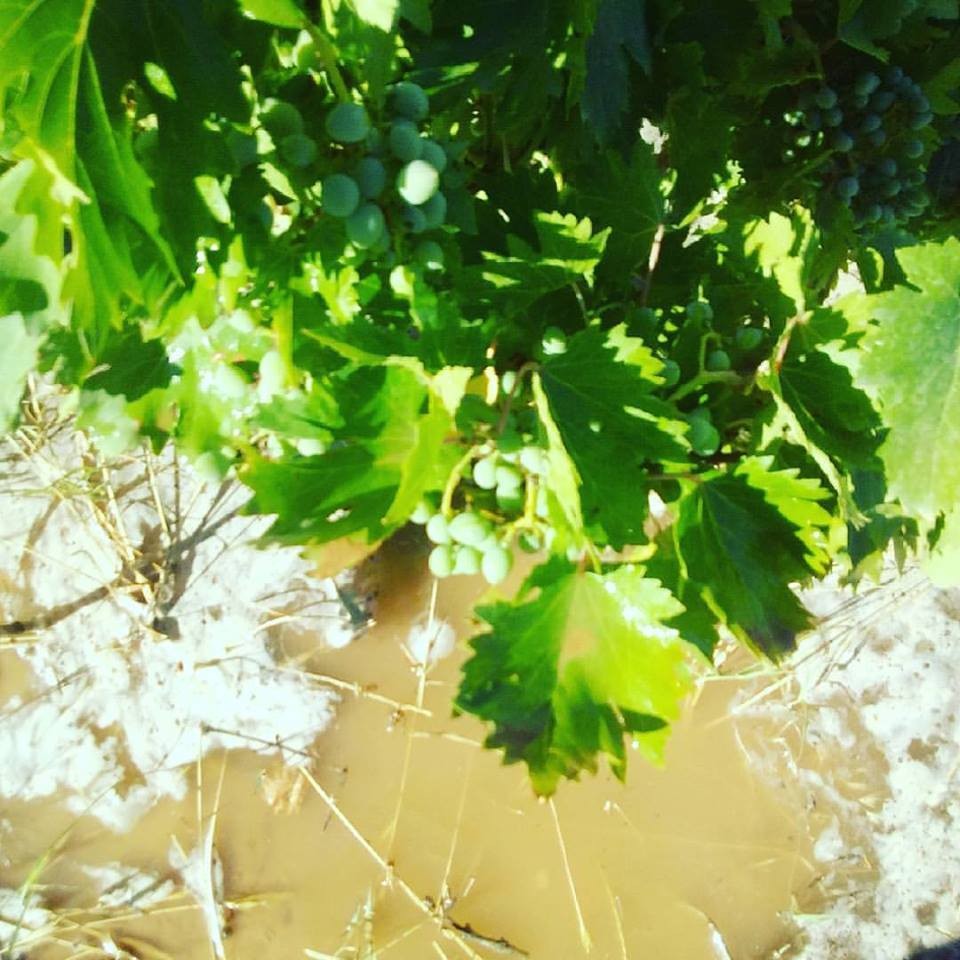 19113955_10211766448748270_7872894042434757644_n