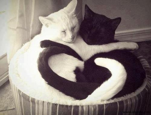 a.baa-Amazing-Black-And-White-Hug