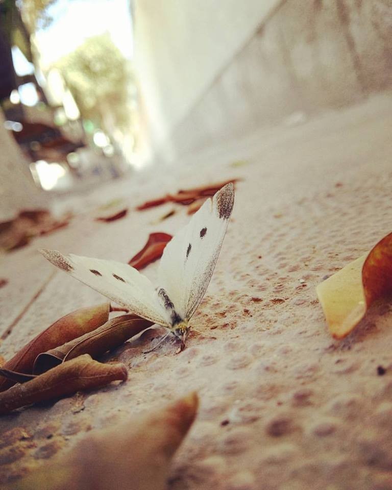 20161119-707-1iylj08