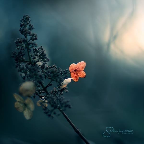 10559937_10207241332368250_4175451250858643355_n