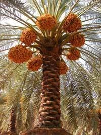 nakhla2
