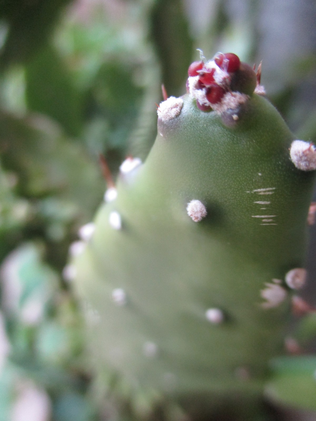 صورة فوتوغرافية لنبتة الصبار بكامرا سعيد الجمالي