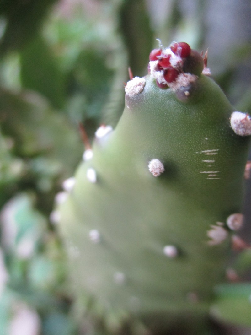 صورة فوتوغرافية لنبتة الصبار بكامرا سعيد الجمالي