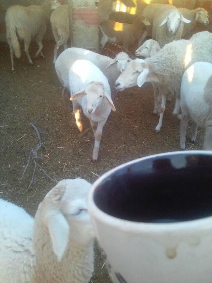 16473168_10210598079899779_1380609188200404085_n