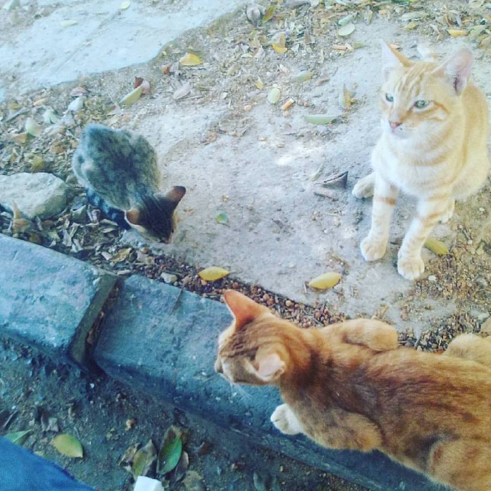 20841945_10212383490173920_6548427423377593936_n