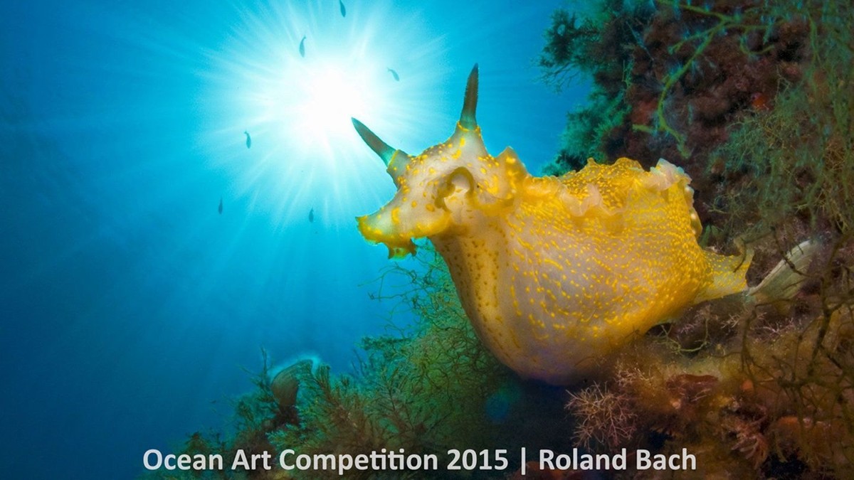 http---mashable.com-wp-content-gallery-underwater-marine-photography-13