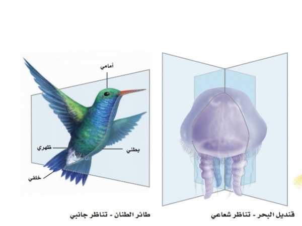 انواع التناظر