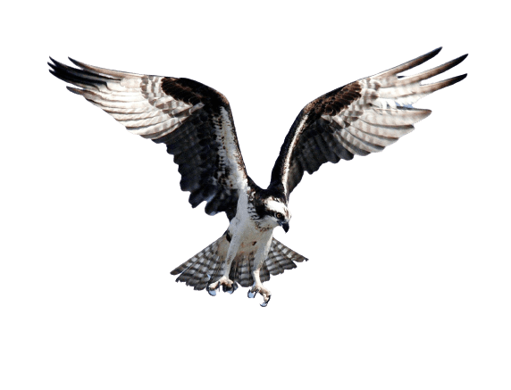 fly-removebg-preview