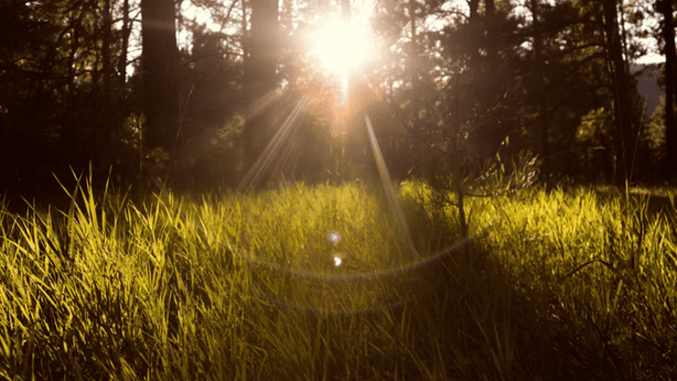 green-nature-photo-10