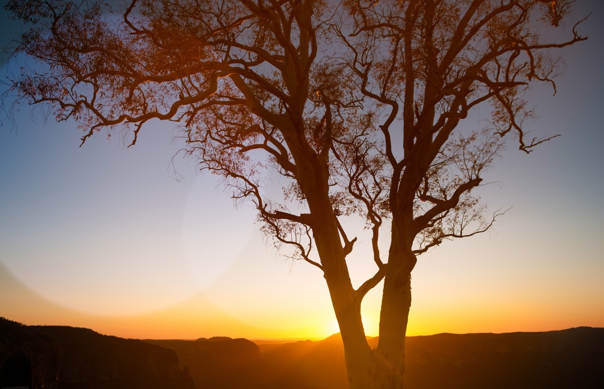 tree_sunset