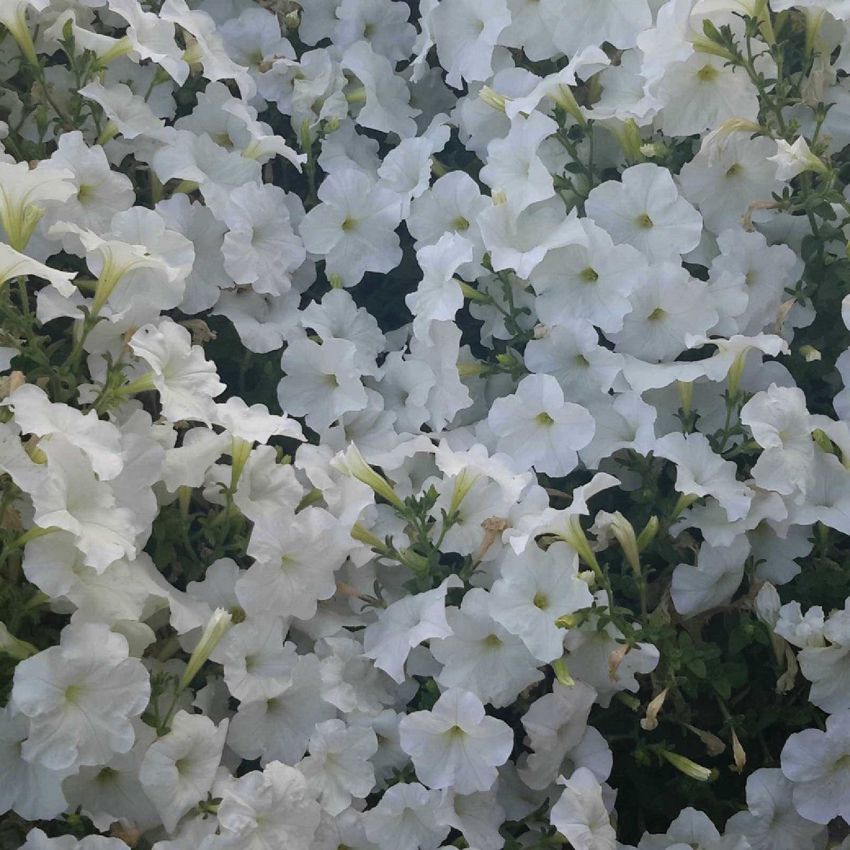 نقاء الأبيض 