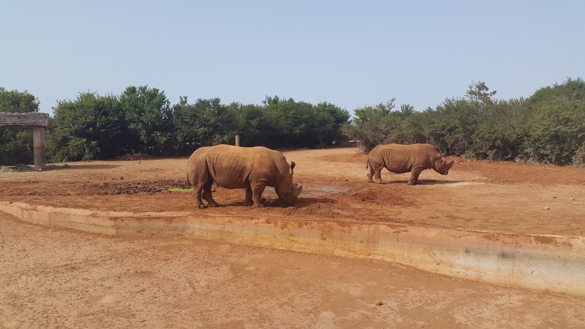 وحيد القرن -حديقة الحيوان بالرباط -