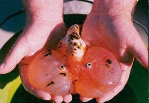 ما لم تراة من قبل